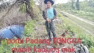 PORBI PADANG TONGGA #berburuhamababihutan#di #nagari#manggopoh#by #by #by #by
