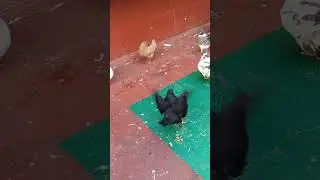 أفتخر عندي حمام مستويات اللهم بارك توليعة أرضية🥇✅