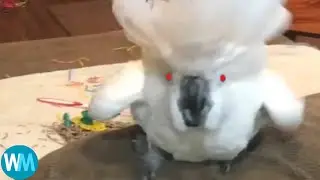 Top 7 bird