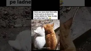 Best Friends at Night Be Like 😂#trending #shortvideo #catmemes #funny