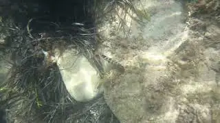 Serranus Scriba
