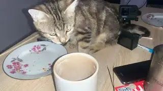 Brought this stray Gremlin Home - He got on the table and found some crumbs