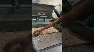Distoner machine for garlic cleaning 📲📞☎️ +91 90985 87992