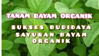 cara tanam bayam organik