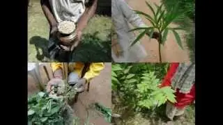 Medicinal Rice P5 Formulations for Picris Overdose: Pankaj Oudhia's Medicinal Plant Database