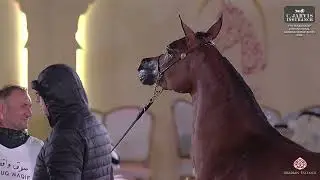 N 142 KALTHAM AL NASSER   7th Souq Waqif International Arabian Horse Show 2026   Fillies 3 Years Old