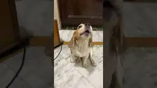 I want more food 🥰🥰🥺#cutedog #beagle #foddie #drama