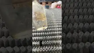 Betta Fish Farm: Unique Farming with Individual Bottles for Each Fish 👀
