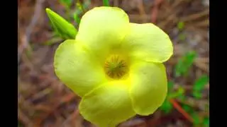 intro to the Dade-County Pine Rockland ecosystem: A globally imperilled miracle