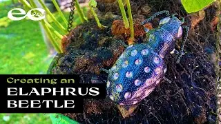 Creating an Elaphrus Beetle