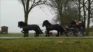 Stal Okkema 4 span Tjomme (Alwin) Ulbe (Michiel) Ulbe (Norbert) The (Anders)