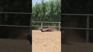 #sandbath #massage #bloodcells #horse #rolling #viralshorts #shorts #viral #viralvideo