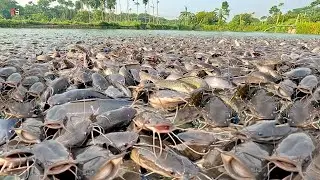 DAHSYAT!! Lele Liar Mengamuk Saat Diberi Pelet!! Wild Catfish reaction after in giving this food