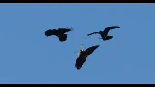Ravens attacking Red Tailed Hawk compilation