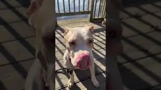 Available for Adoption: Staten Island Lexi out on Boroughbreak (1) #nycacc #dog #dogsofnyc
