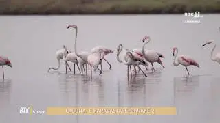 Rtk Story - Laguna e Karavastasë - Divjakë 2   08.10.2021