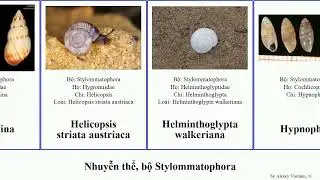 Nhuyễn thể, bộ Stylommatophora rufus mollusca striata faustina picta simulans austriaca nemoralis