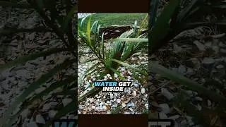 Как вода попадает внутрь кокосов 🥥