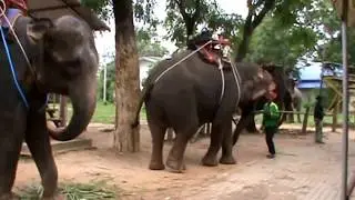 Traveling in Thailand 🇹🇭 Vlog 2- Surin province (Elephamt Camp), Thailand