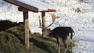Havas Szilvásvárad