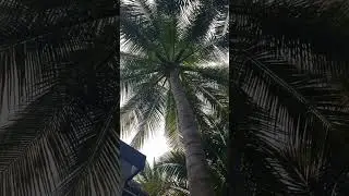 Lush Entryways and Garden Paths | W Maldives Beach Villa Exteriors, May 2025 #WMaldives #Maldives