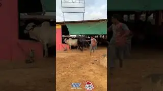 UDF CATTLE FARM #cow #qurbani2025 #eid #bakra #animals #camel #bakraeid #eiduladha