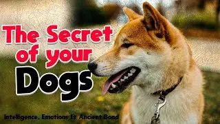 The Secret Life of Dogs: Intelligence, Emotions & Ancient Bond
