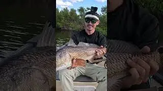 Sight fishing big redfish with fly rod.#floridafishing #redfishonfly #sightfishing #redfish