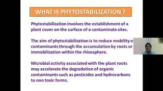Phytostabilization