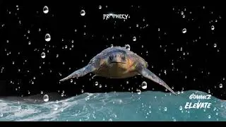 Gommez - Elevate
