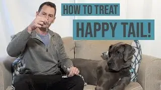 Treating Happy Tail Syndrome in Great Danes | Great Dane Care