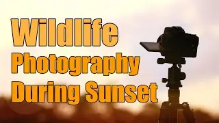 Wildlife Photography while Timelapsing a Sunset | Wildlife Photography in the Evening Tips & Tricks