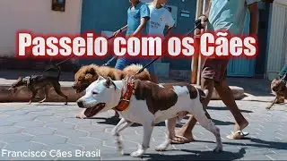 Francisco Cães Brasil - Passeio com os Cães em Francisco Sá MG #pitbull
