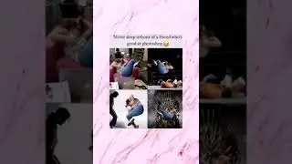 TRY NOT TO LAUGH | FUNNY MEMES | DayN8 Meming