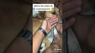 &Uacute;ltimo dia antes da eutan&aacute;sia!