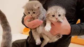 Котёнок, который первым приходит к хозяину после пробуждения ото сна, был таким милым...