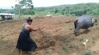 This is my first time plowing the field.