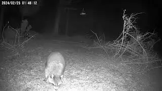 Backyard visitor