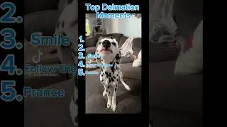 Cute Dalmatian Moments! #cute #adorable #rare #dalmatianlove #dog #dalmatiandog #dalmatians