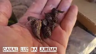 Receita nova com vinho branco,jurema e Dand&aacute;