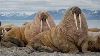 walrus gaming (emotional)