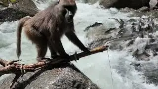 Monkey AI fishing#ai #monkey #wildlife 