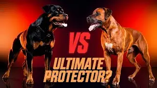 Guard Dog Face-Off: Rottweiler vs Rhodesian Ridgeback - Who&rsquo;s the Ultimate Protector?