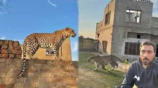 Zoo Ma Leopard 🐆 Agya 😱