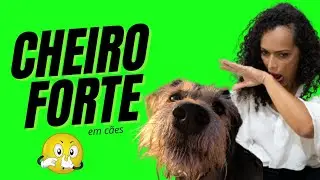 CACHORRO COM CHEIRO FORTE