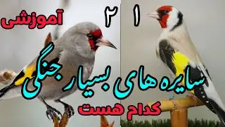 سایر های جنگی افغانستان کدام هست