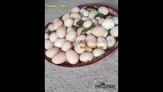 #ఒరిజినల్#నాటు#కోడి#గుడ్లు#Farmfresh#eggs#freerangefarm# #healthy#tastey#protein#Viral#trend#youtube