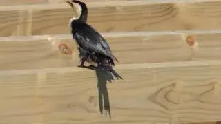 Little Shag (Kawau paka)