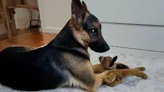 99,9% Can’t Stop Laughing at These Funny Dogs | Funny Animal Videos