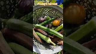 Today's harvest #vnr #brinjal #redokra #tomato #bottlegourd #sorakaya #ridgegourd #daily #harvest
